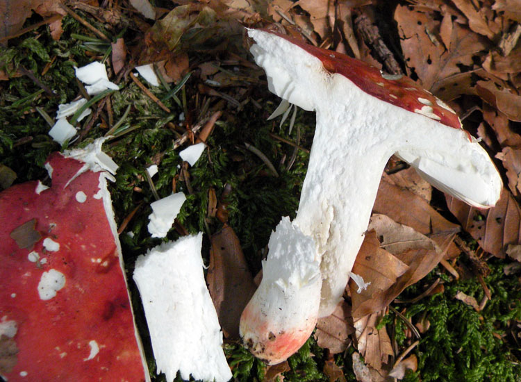 Dalla Val Rendena: Russula lepida?